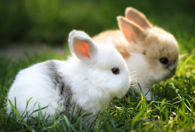 Are dwarf bunnies cuddly?