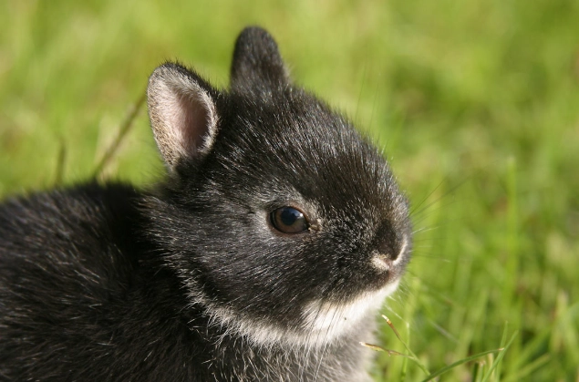 cuddly dwarf bunny