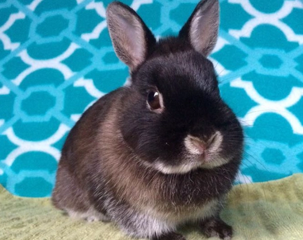 are dwarf bunnies cuddly