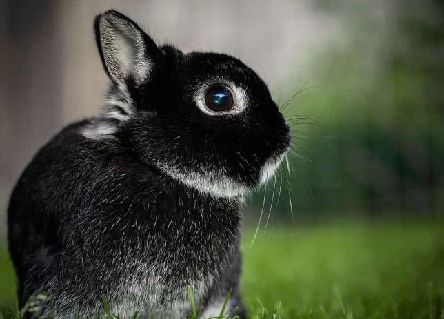 how long do dwarf rabbits live