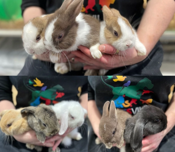 dwarf rabbit size