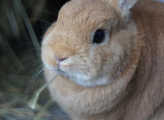 how big do dwarf rabbits get