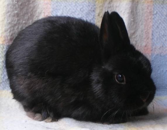 black dwarf rabbit care