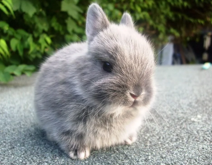 dwarf rabbit care
