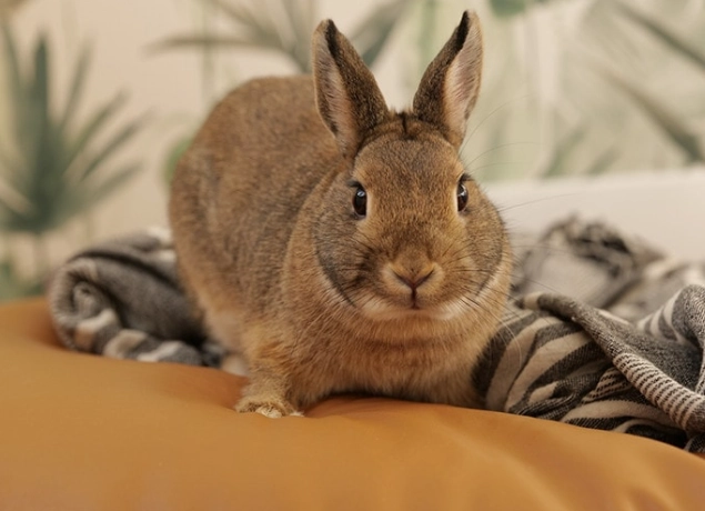 dwarf rabbit care