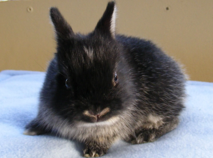 Netherland Dwarf rabbit personality