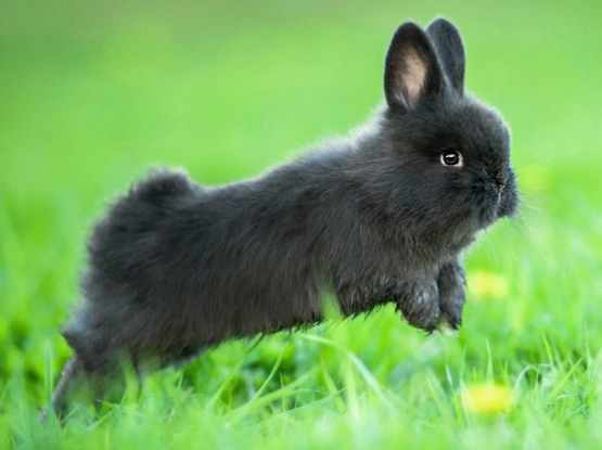 Netherland Dwarf rabbit care