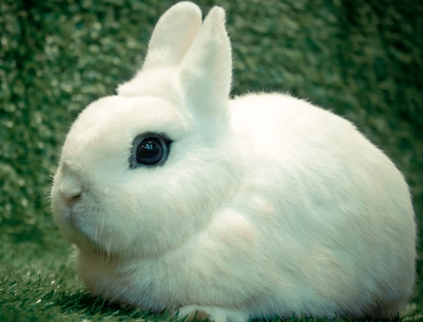 mini lop dwarf rabbit