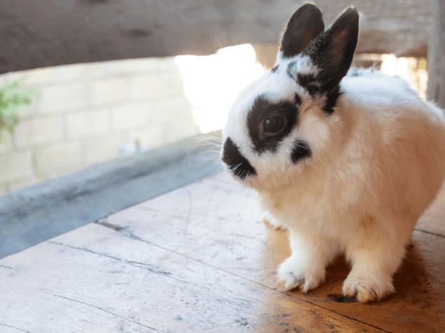 how long do dwarf rabbits live