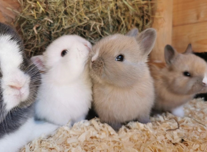 are dwarf rabbits affectionate