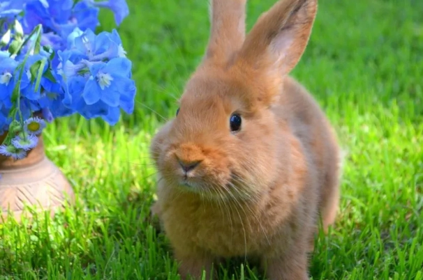dwarf rabbit grooming