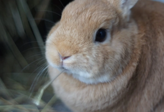 how big do dwarf rabbits get