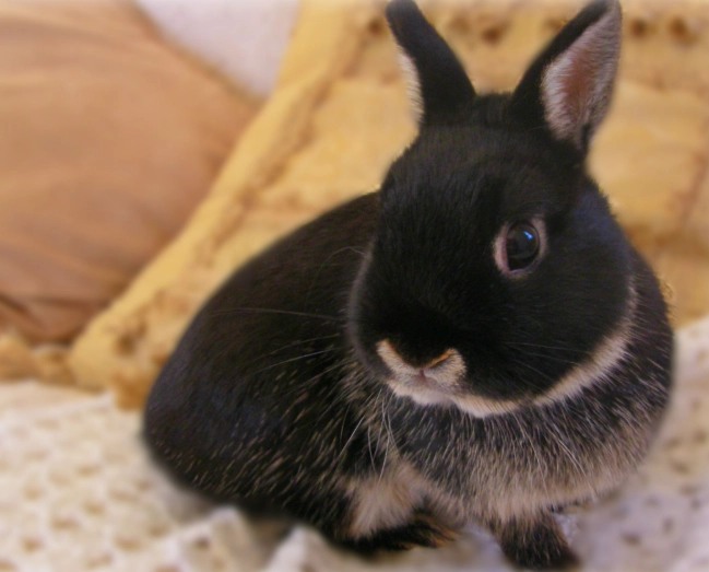 Netherland Dwarf rabbit personality