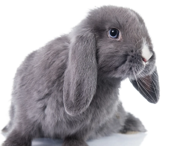 how big do dwarf rabbits get