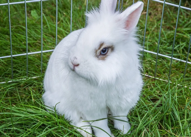 lionhead rabbit lifespan