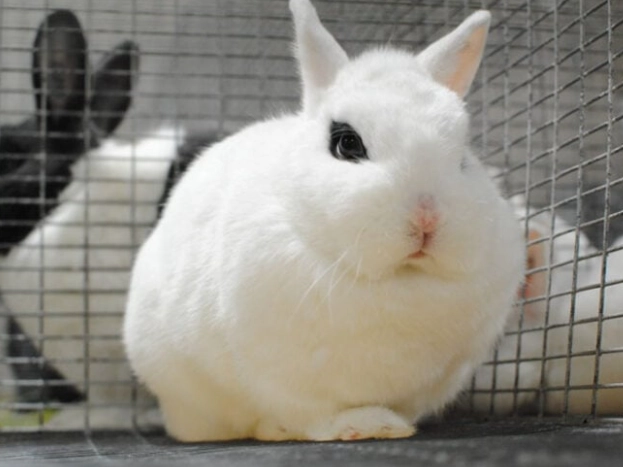 how long do dwarf rabbits live