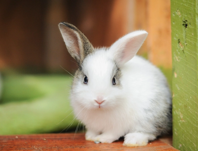 how long do rabbits live