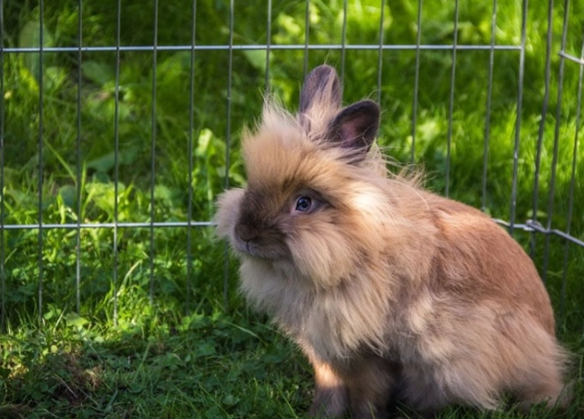 how long do lionhead rabbits live