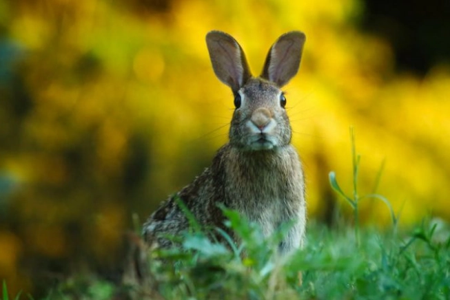 How long do rabbits live in the wild