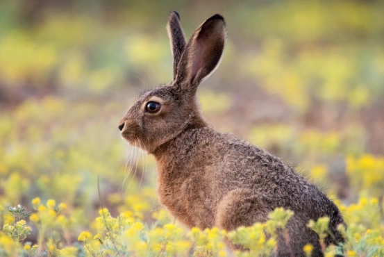 how long do rabbits live in the wild