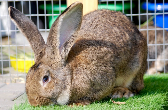 giant rabbit care