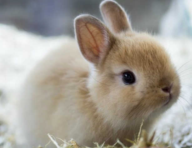 netherland dwarf rabbit lifespan