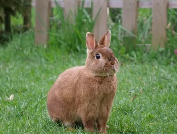 rabbit care for 2 days