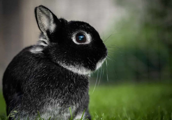 dwarf rabbit lifespan