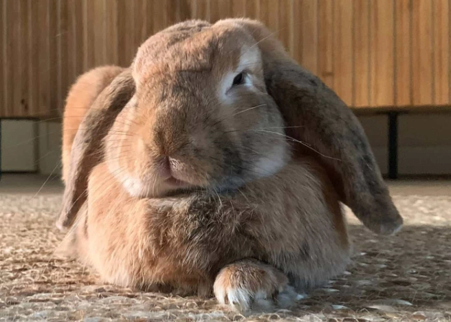 How long do bunnies live as pets?