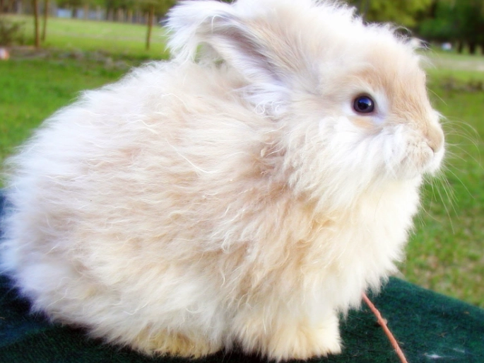 Angora rabbit care