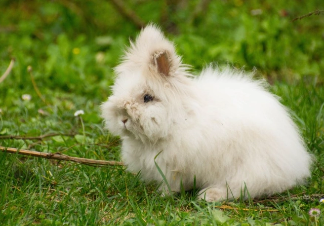 Angora rabbit care