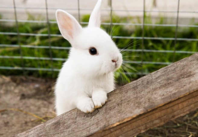 lifespan of a pet rabbit