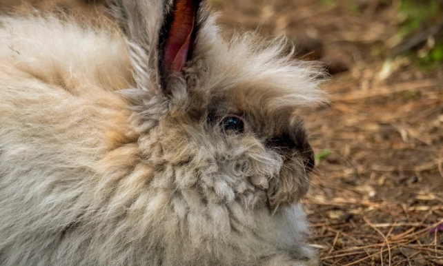 how long do Angora bunnies live