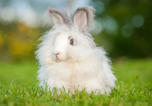Are Angora bunnies good pets?