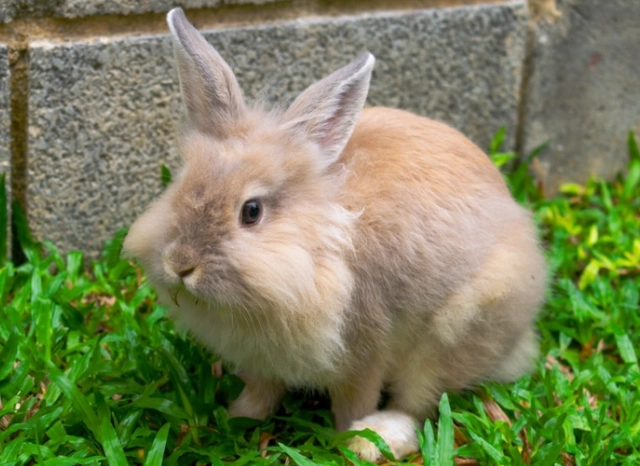 baby rabbit lifespan