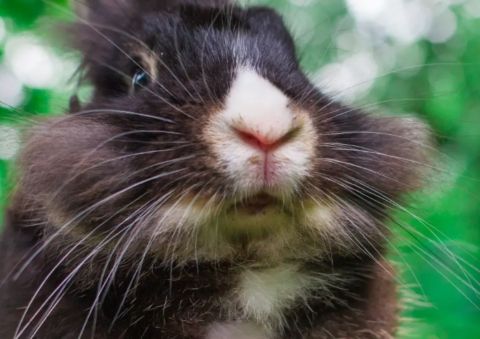 Angora bunny handling
