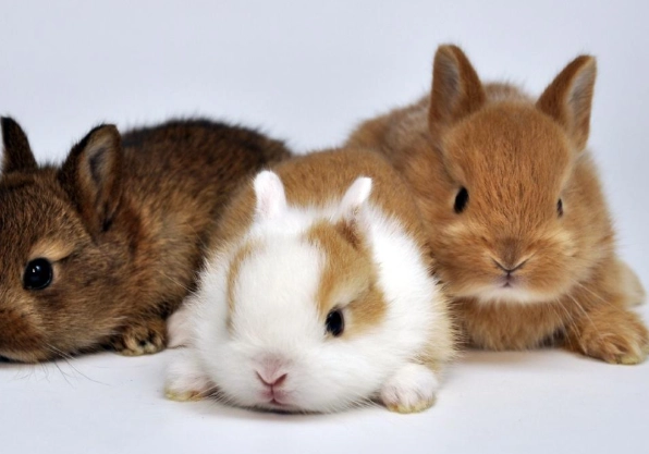 pet rabbit life expectancy