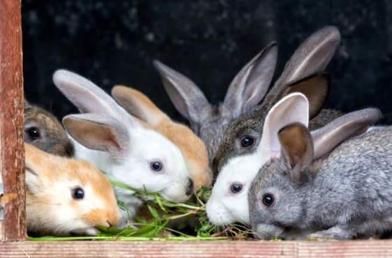 rabbit lifespan in captivity