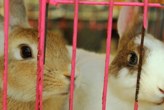 how long do pet rabbits live