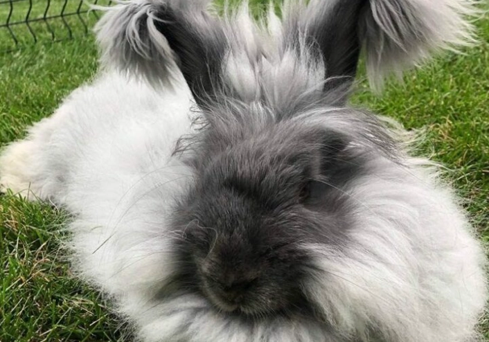 Angora bunny grooming