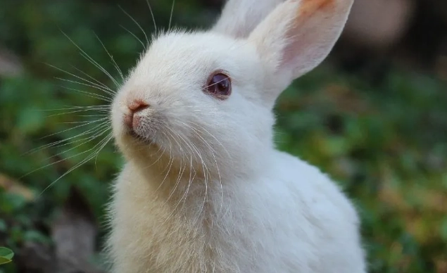 white rabbit lifespan