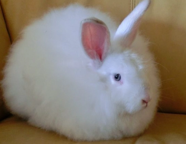 Satin Angora breed