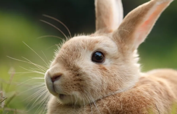 rabbit breed longevity
