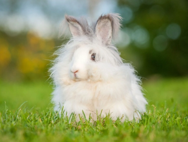 do Angora rabbits like to be held