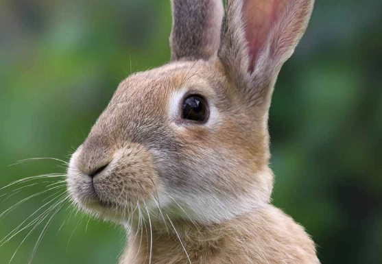 pet rabbit lifespan