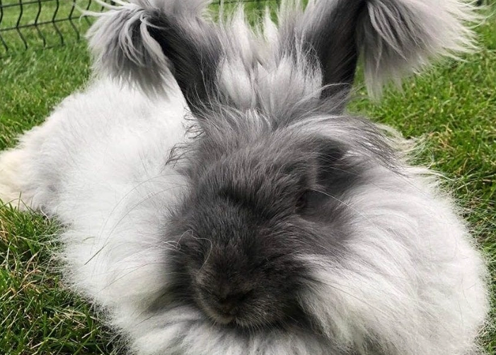 How long do Angora bunnies live?