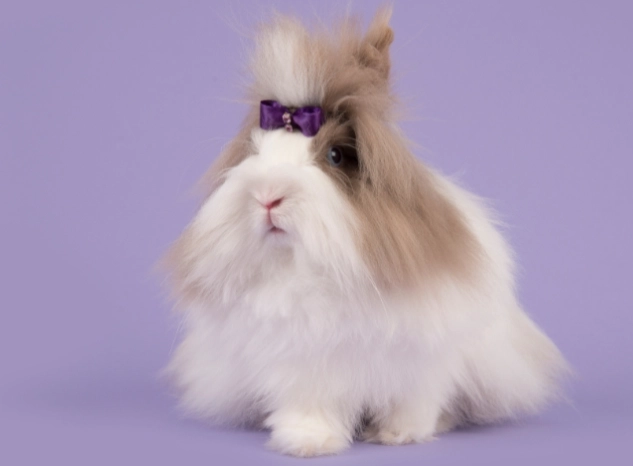 are Angora rabbits good pets