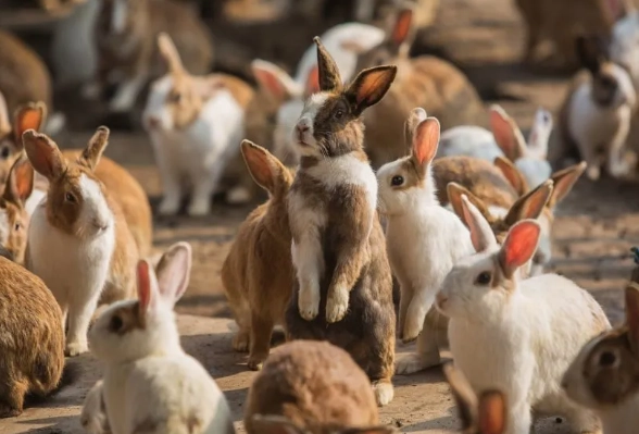 Rabbit lifespan by breed