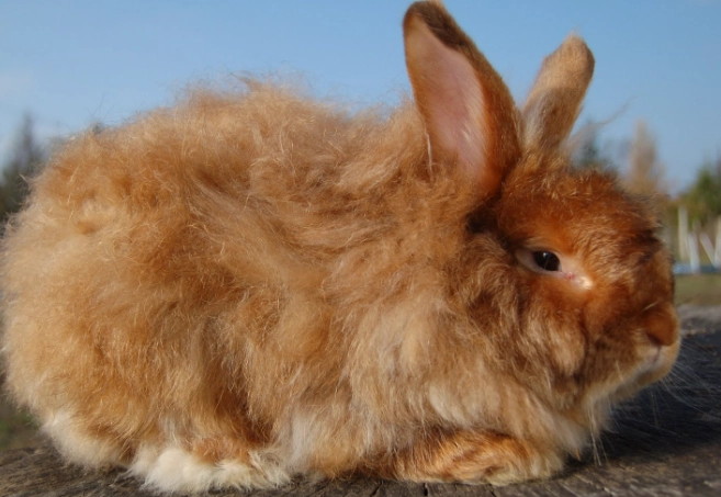 Satin Angora rabbit care