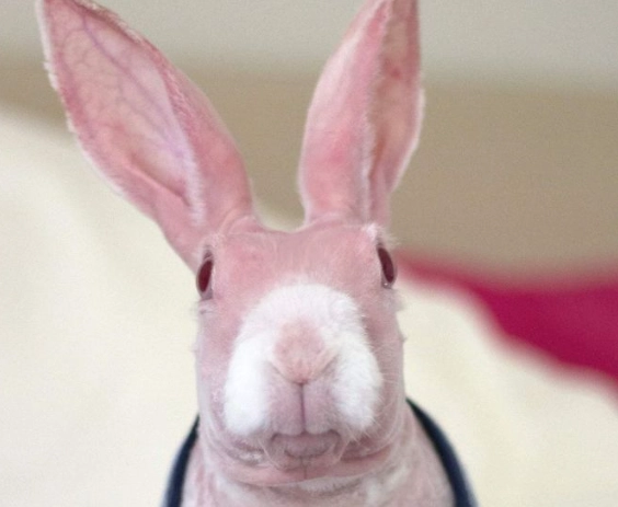 Hairless rabbit tail